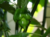 Trinidad scorpion